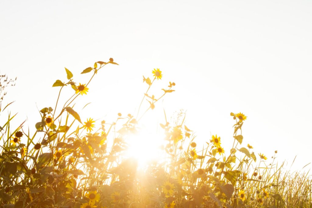 avoid going out into the harsh sunlight during the day