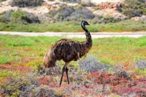 Emu Oil Is A Good Treatment For Hemorrhoids