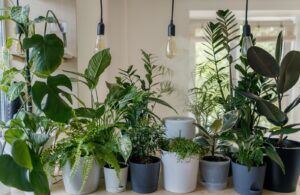 Avoid Houseplants To Avoid Asthma Attacks