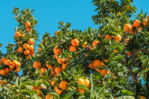 Oranges May Help You Whiten Your Teeth