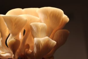 Certain Types Of Fungus Can Help To Fight Cancer