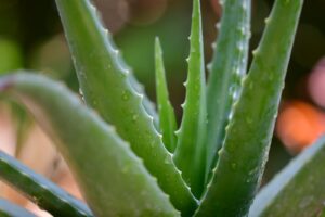 Aloe Vera Could Be A Lotion To Use For Hair Loss