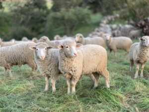 Counting Sheep May Actually Help You Sleep