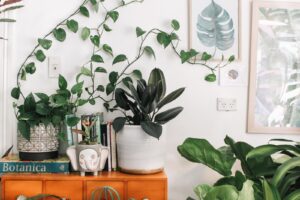 Avoid Potted Plants If You Have Asthma