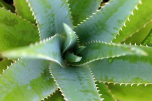 Alleviate Hemorrhoid Symptoms With A Small Coating Of Aloe Gel