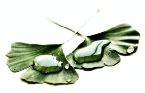 Try Taking Ginkgo Biloba For Tinnitus