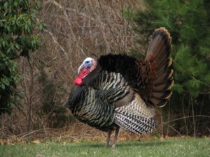 Quitting Smoking Cold Turkey Works For Some People But Not For Others