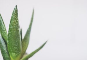 Aloe Vera Can Help With Hemorrhoids