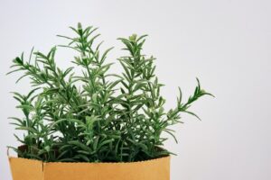 Rosemary And Sage Can Help With Hair Loss