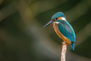 Visualize Yourself As A Bird To Avoid Panic Attacks