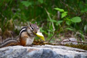 Diabetics Need To Chew Food So That It Digests The Right Way