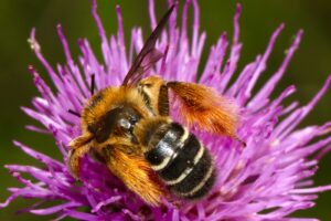 Bee Pollen for Flavonoids and Amino Acids