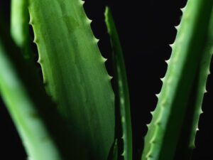 Aloe Vera Extract Health Benefits