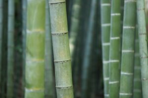 Bamboo Extract for Bone and Joint Health