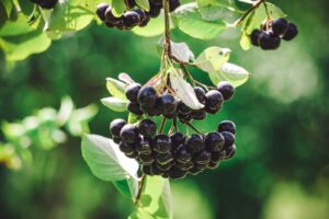 Cardiovascular Health from Aronia Extract