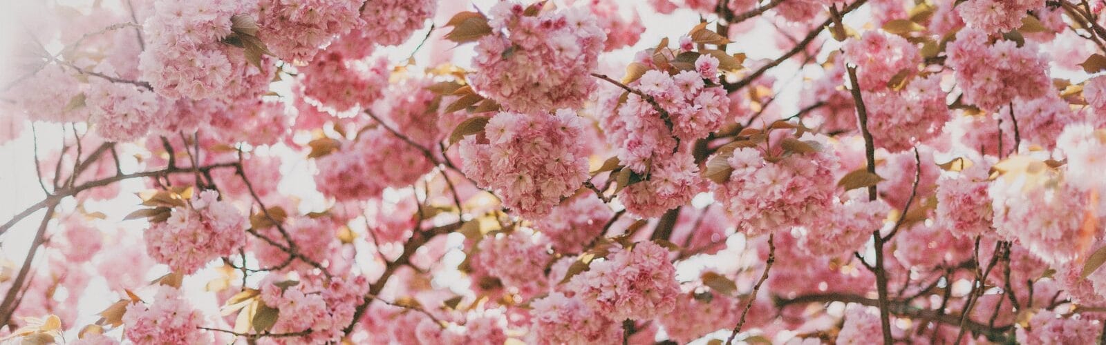 Taking Steps Against The Possible Sources Of Allergies