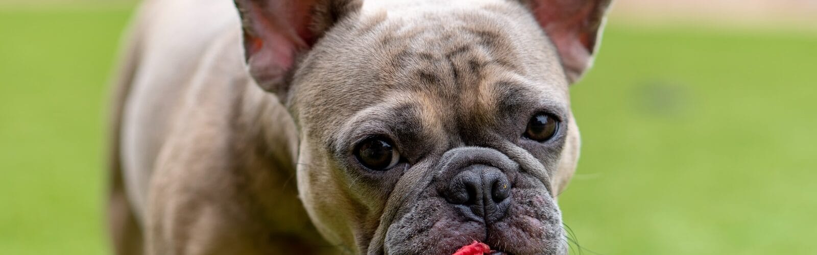 Telling The Difference Between Asthma And Allergies