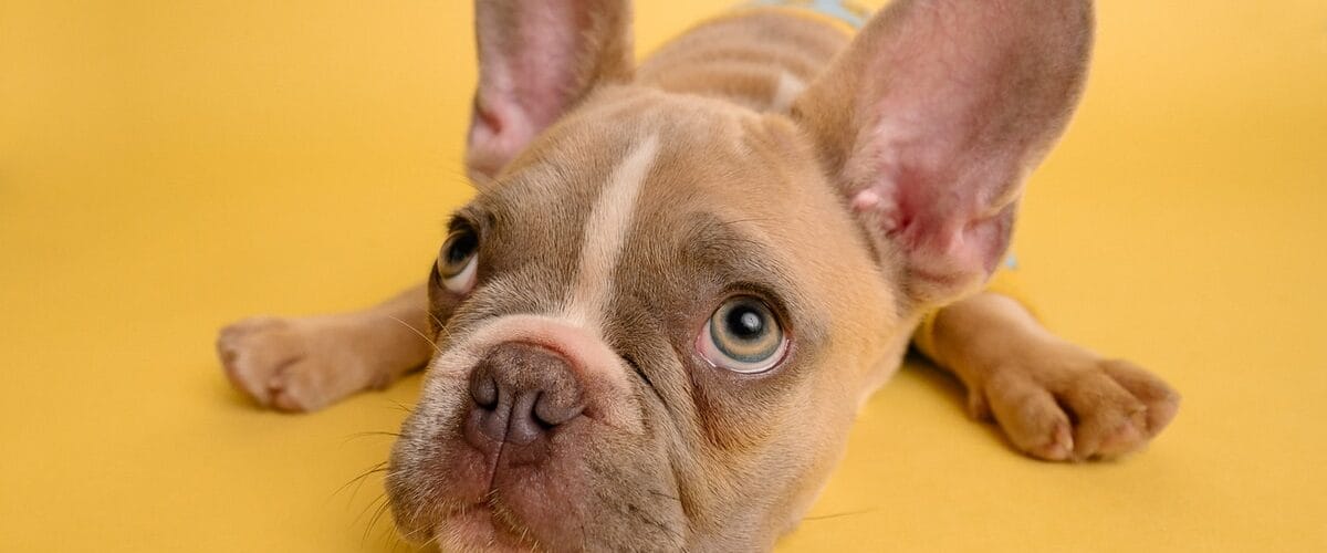 Inner Ear Pain And Earache Relief Remedies