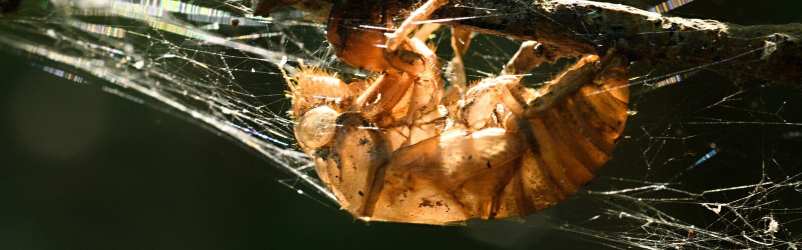 What You Need To Know About Pustular Psoriasis