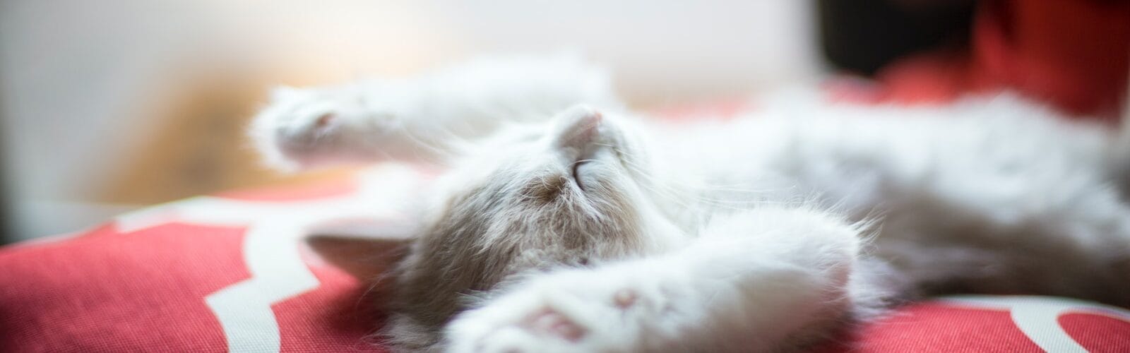 Sleep Apnea Causes And Treatments - Prevention of Sleep Problems