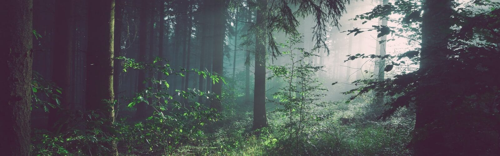 Solving Problems With Allergens - How To Deal With Allergies Correctly