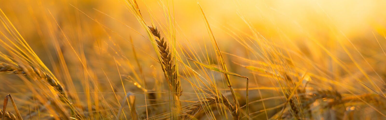 Candidiasis Symptoms of Causes and Risk Factors - Complications and Treatments