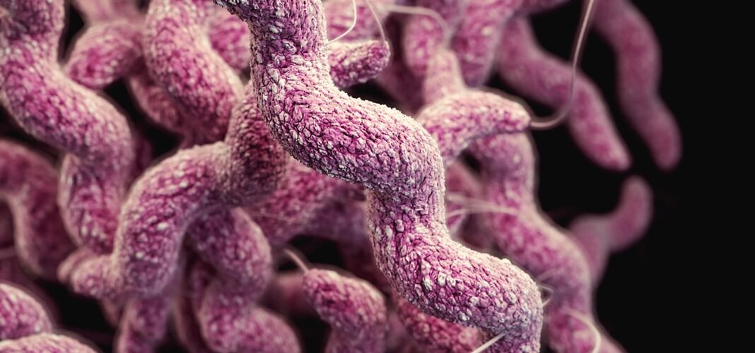 Campylobacteriosis Symptoms of Causes and Risk Factors - Complications and Treatments