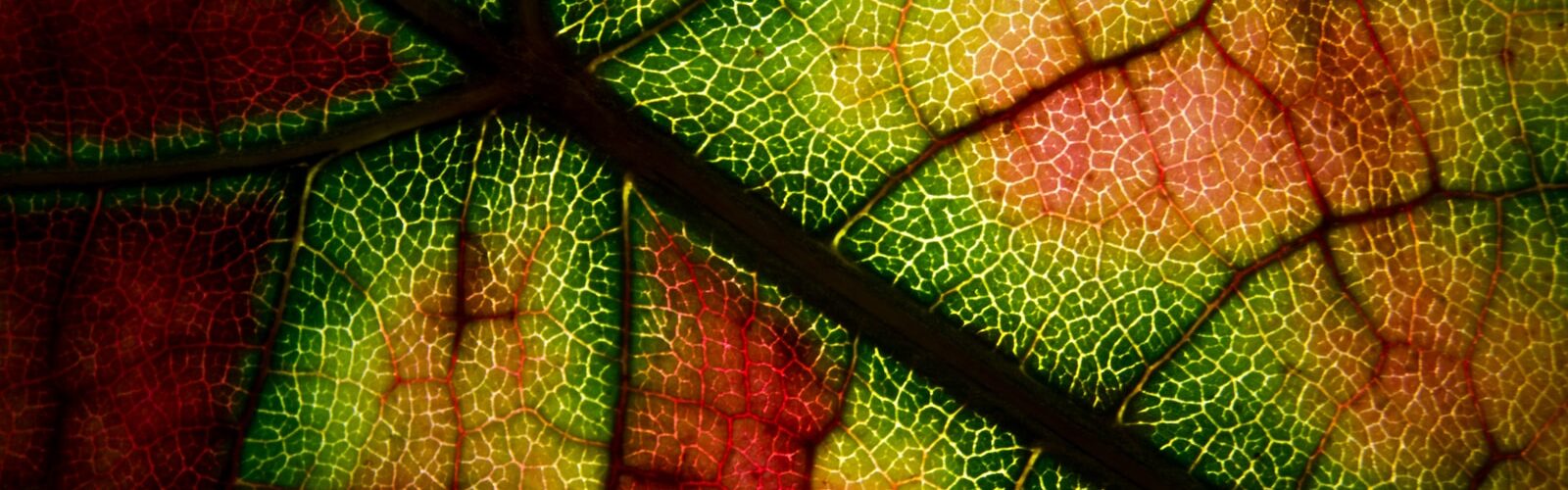 Ankylosing Spondylitis Symptoms and Causes - Risk Factors and Treatments