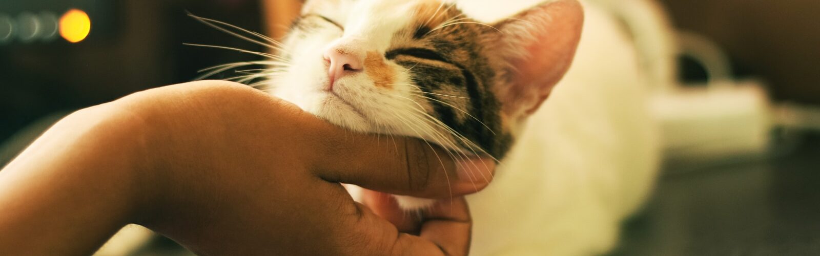 Cat Scratch Fever Symptoms of Causes and Risk Factors - Complications and Treatments