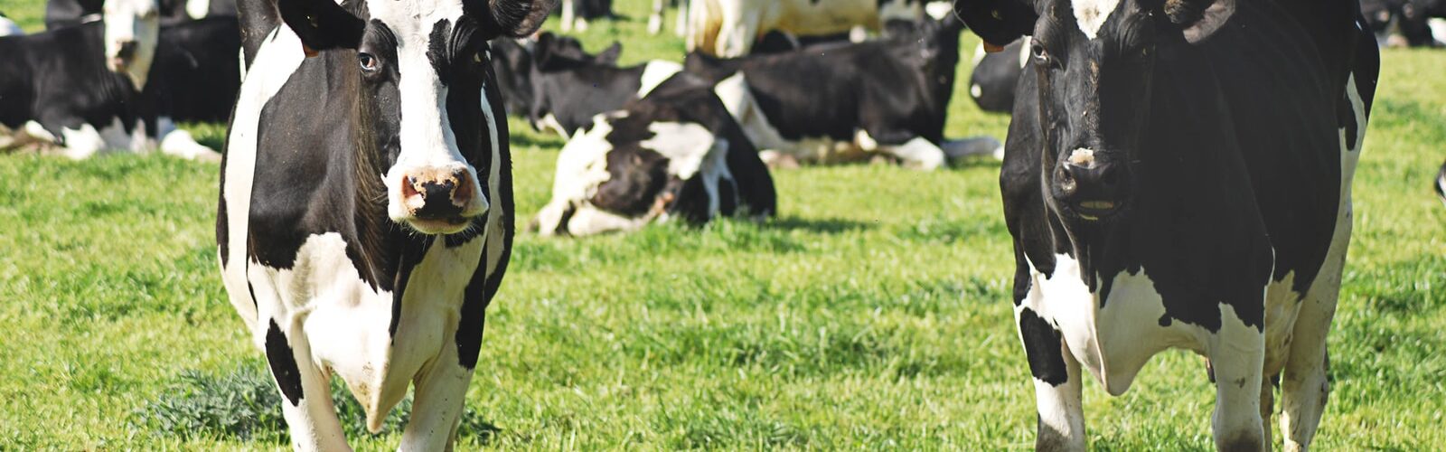 Coxiella Burnetii Symptoms of Causes and Risk Factors - Complications and Treatments