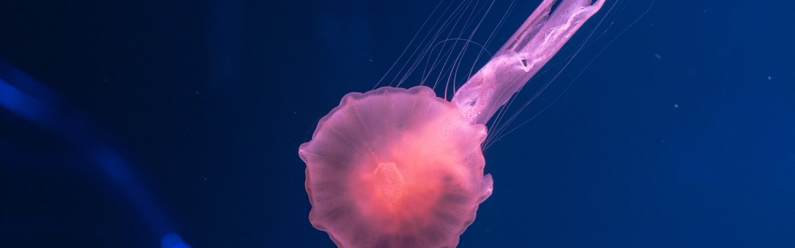 Enterobius Vermicularis Symptoms of Causes and Risk Factors - Complications and Treatments