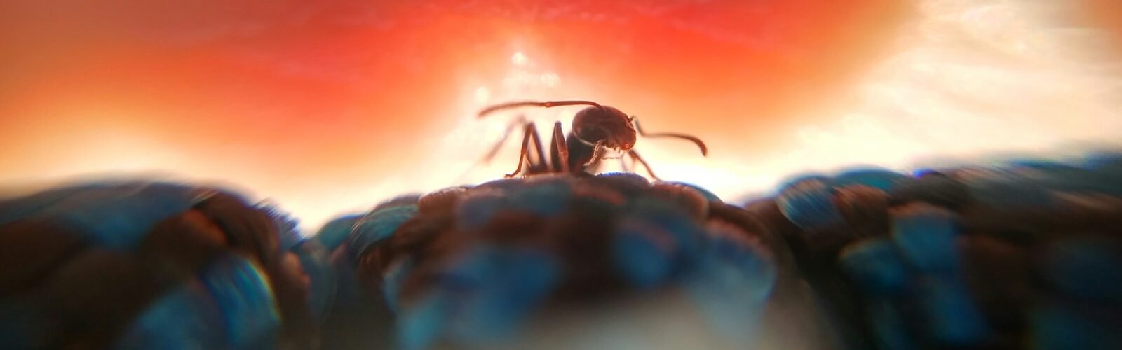 Clostridium Difficile Symptoms of Causes and Risk Factors - Complications and Treatments