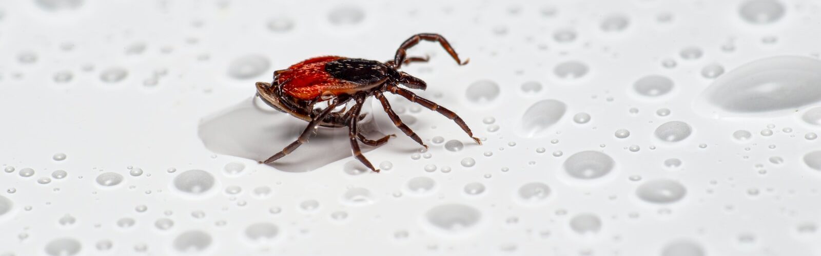 Lyme Disease Symptoms - Causes and Risk Factors - Complications and Treatments