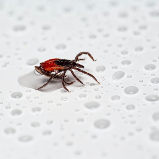 Lyme Disease Symptoms - Causes and Risk Factors - Complications and Treatments