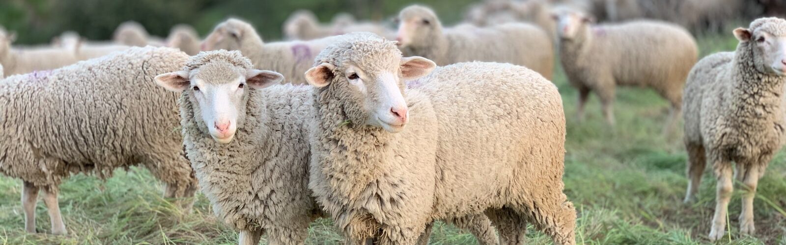 Woolsorters Disease Symptoms - Causes and Risk Factors - Complications and Treatments