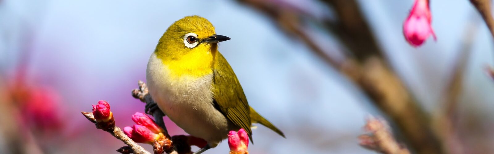 Psittacosis Symptoms - Causes and Risk Factors - Complications and Treatments