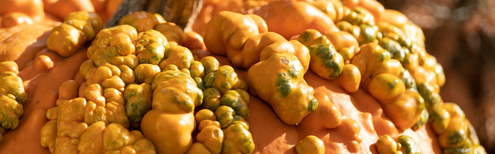 Genital Warts Symptoms of Causes and Risk Factors - Complications and Treatments