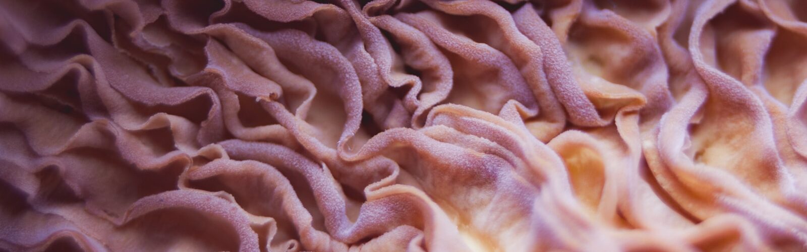 Pediculosis Corporis Symptoms - Causes and Risk Factors - Complications and Treatments