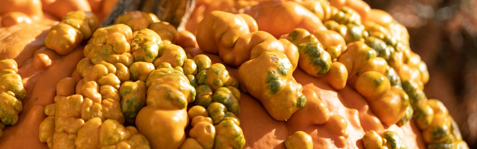 Wart Prevention and Removal Treatment