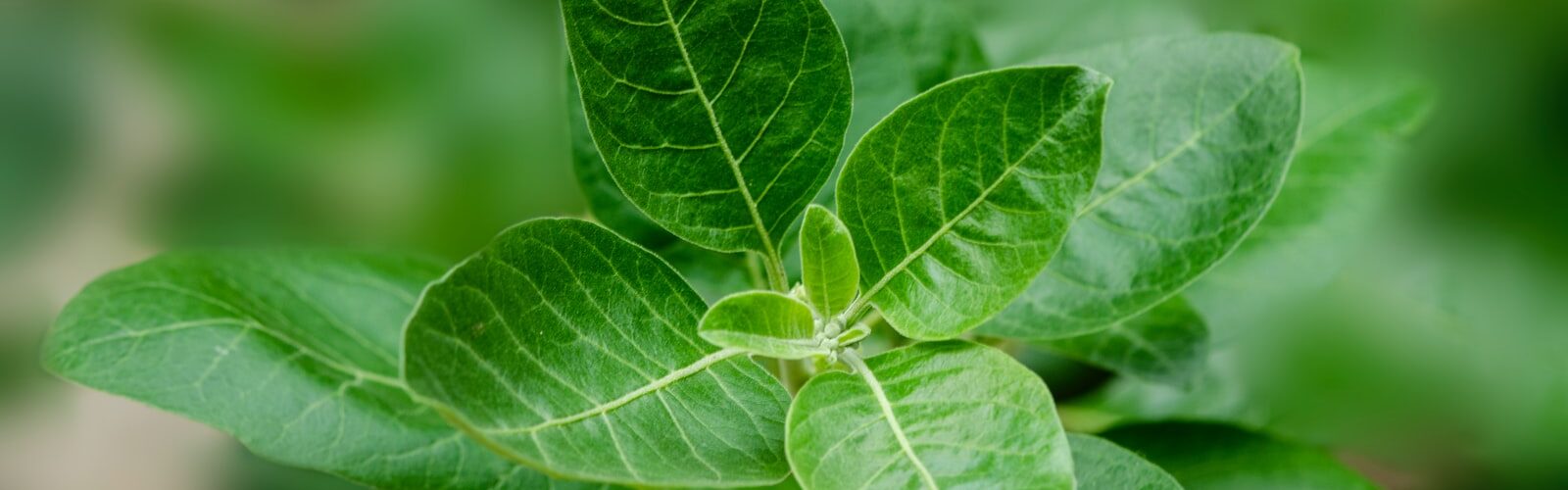 Ashwagandha Root Extract for Healthy Mood and More Energy