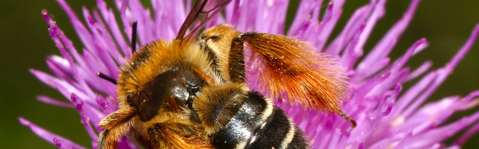 Bee Pollen for Flavonoids and Amino Acids