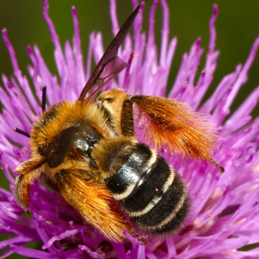 Bee Pollen for Flavonoids and Amino Acids