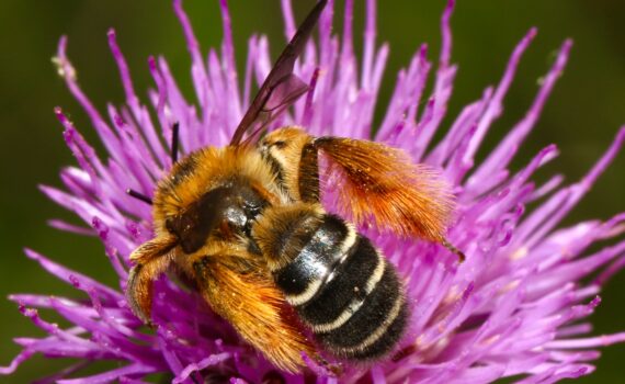 Bee Pollen for Flavonoids and Amino Acids