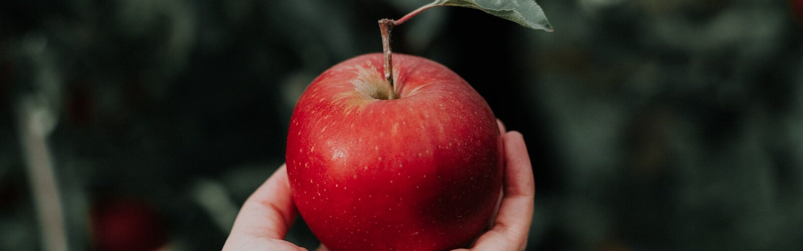 Use Apple Powder to Fortify Immune Function and Aid Digestion