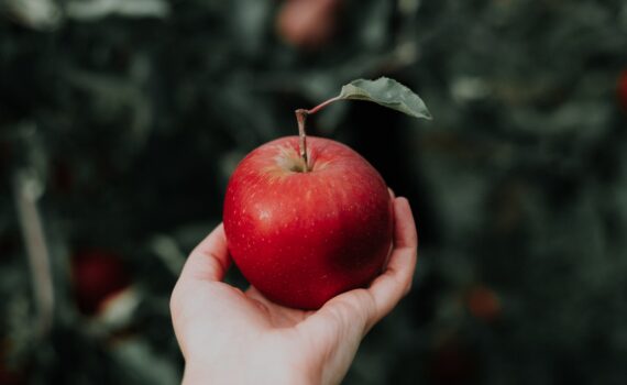 Use Apple Powder to Fortify Immune Function and Aid Digestion