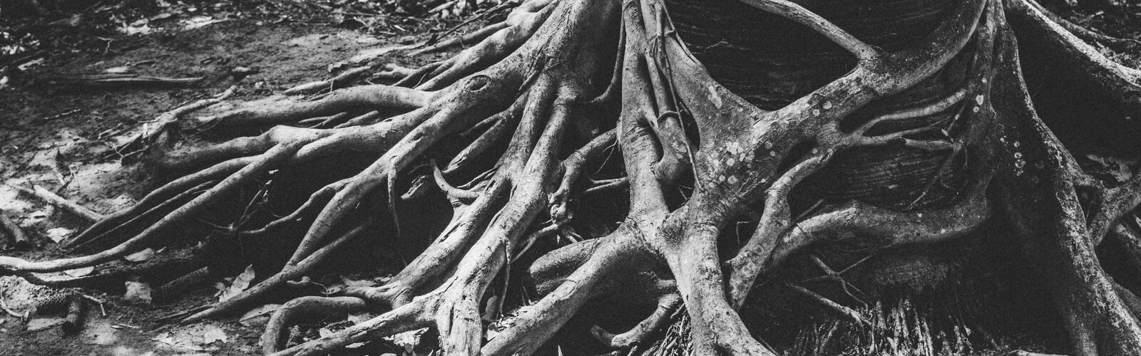 Black Cohosh Root for Healthy Heart and Cholesterol Levels