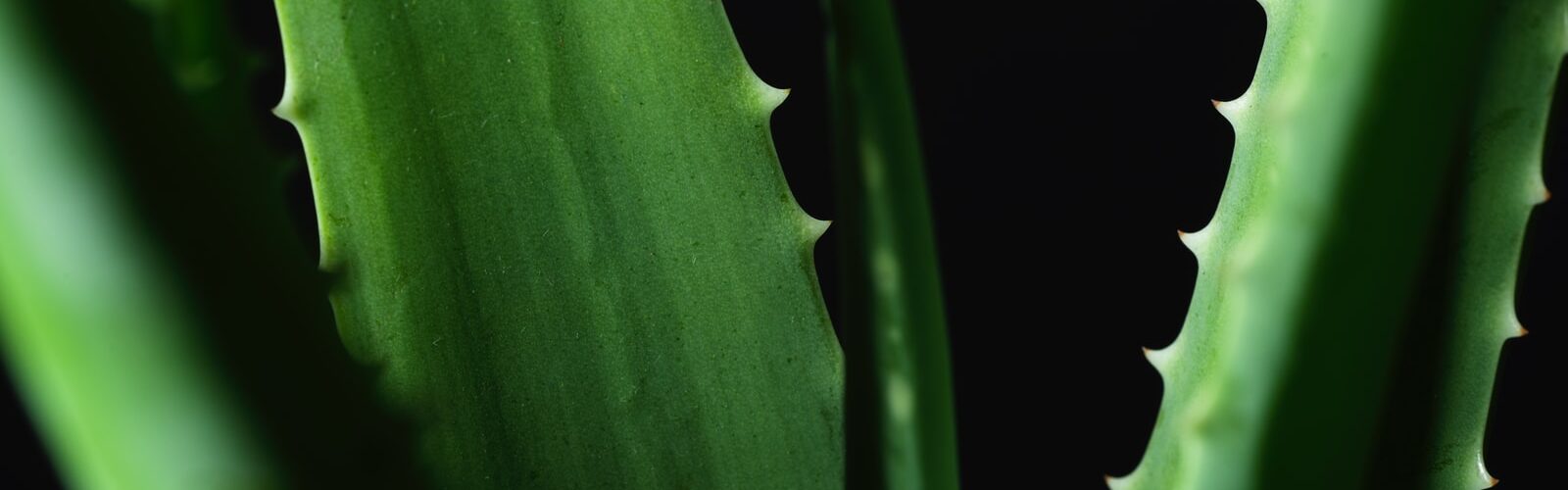 Aloe Vera Extract Health Benefits
