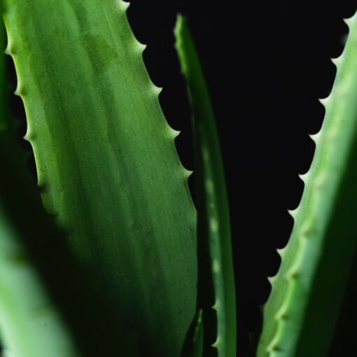 Aloe Vera Extract Health Benefits