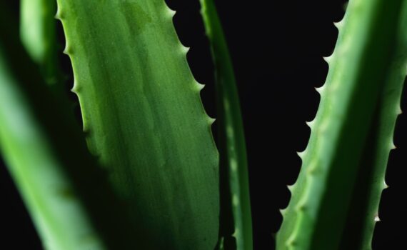 Aloe Vera Extract Health Benefits