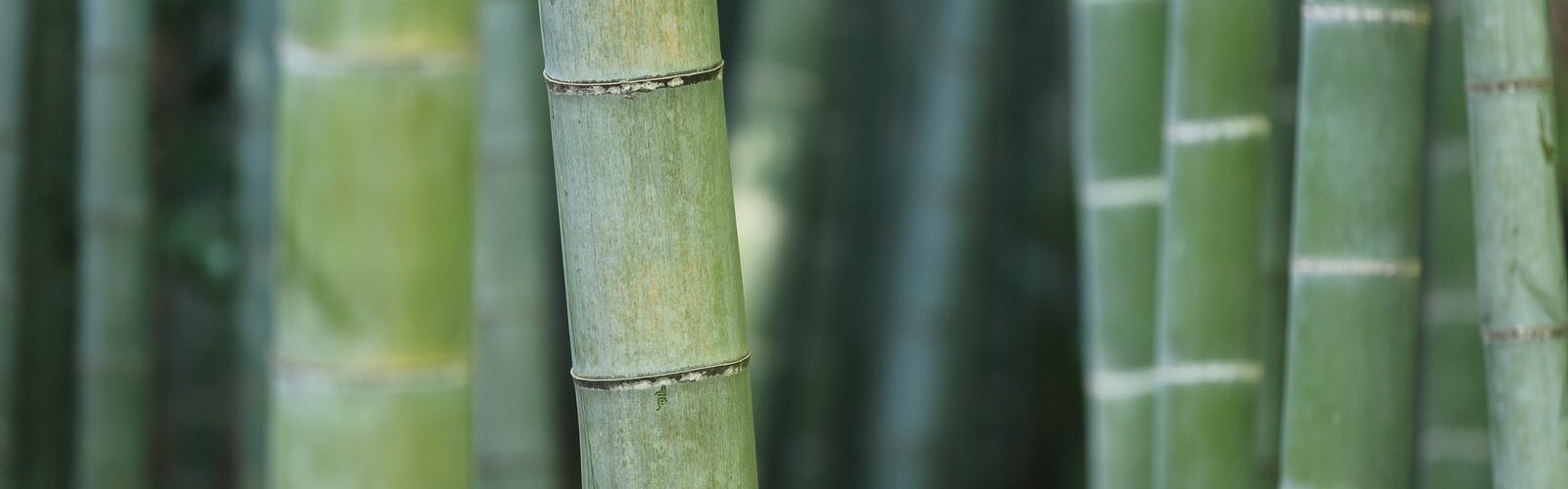 Bamboo Extract for Bone and Joint Health